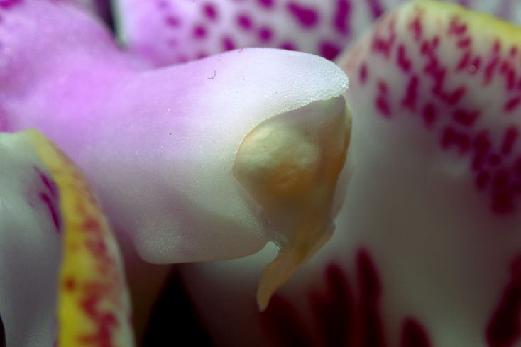 Vnitnosti orchideje