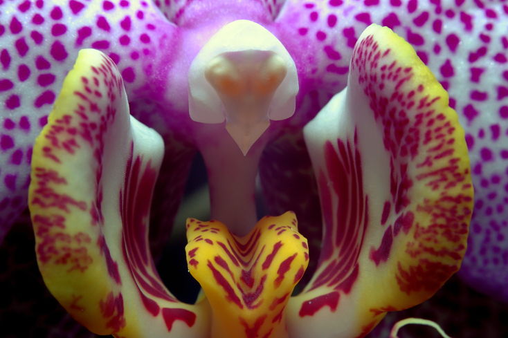 Sestup do orchideje