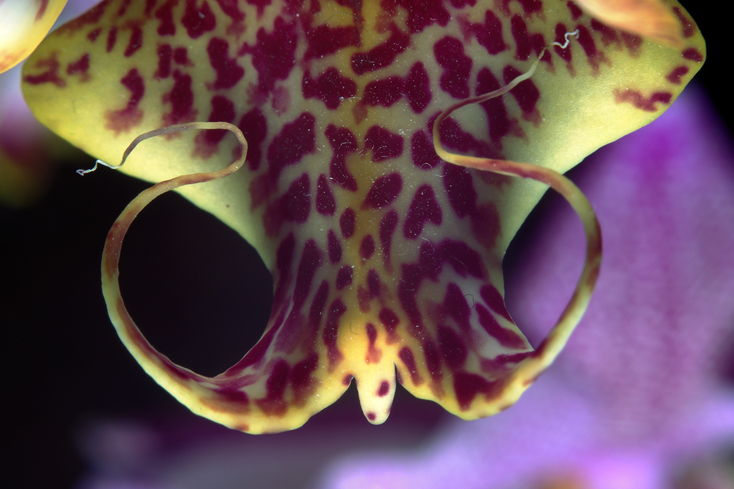 Vnitnosti orchideje