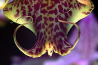 Vnitnosti orchideje