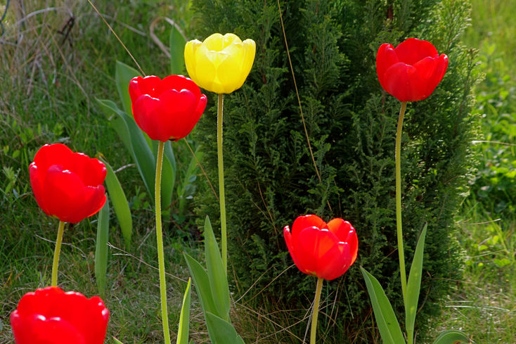 Tulipny
