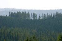 umavsk lesy