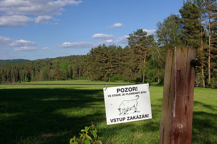 Pozor plemenný býk