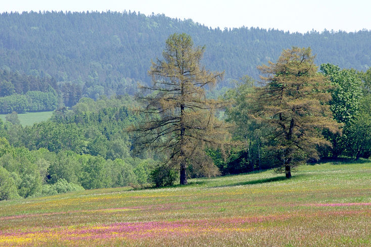 Kvetoucí louka a stromy