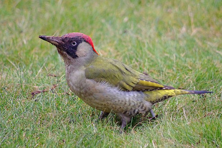 Kadí nám na zahrádku