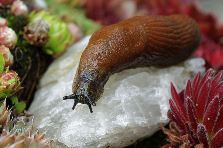 Slimák mezi netřesky