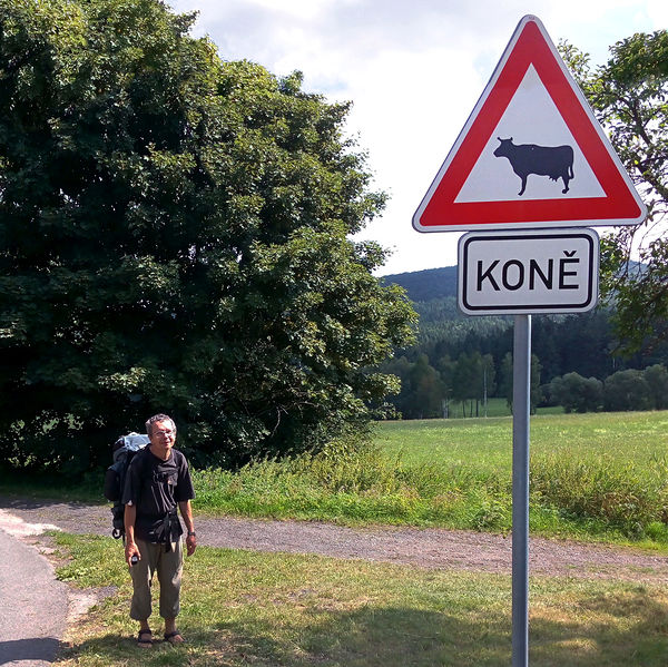 Divný koně