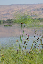 Papyrus