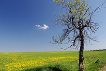 Pampelišky a strom