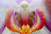 vnitřnosti orchideje