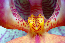 vnitřnosti orchideje