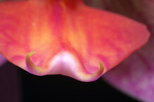 vnitřnosti orchideje