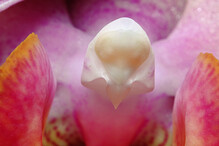 vnitřnosti orchideje