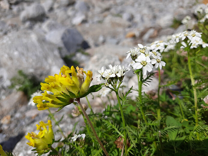 Úročník bolhoj a řebříček zahradnický
