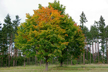 Barevný strom