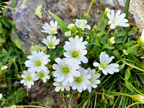 Kytičky