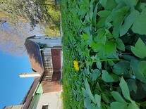 Chaloupka Petra Niderhafnera