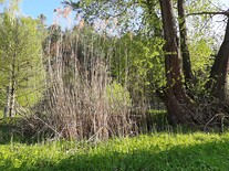 Mokřad Petra Niderhafnera
