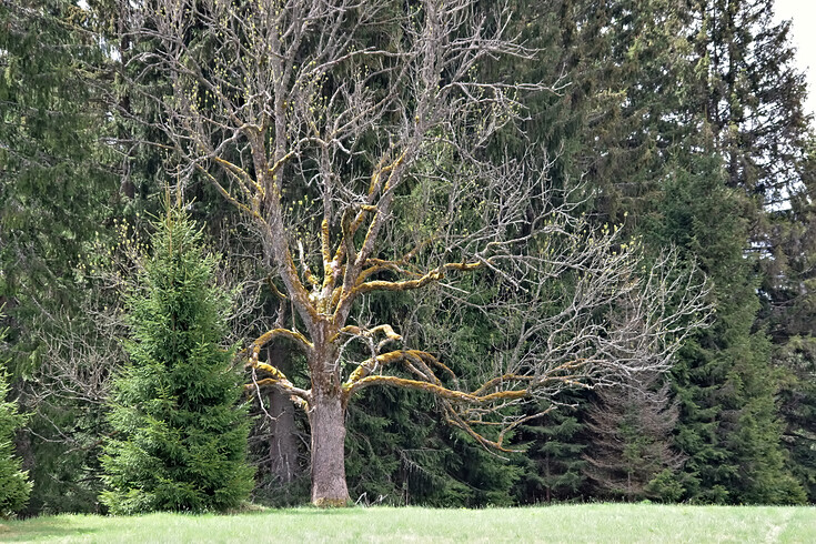 Strom na Šumavě