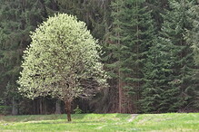 Strom na Šumavě