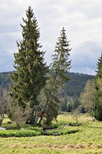 Stromy u Studené Vltavy