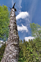 Strom suchý