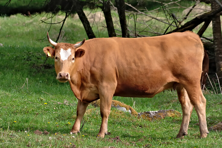 Kráva