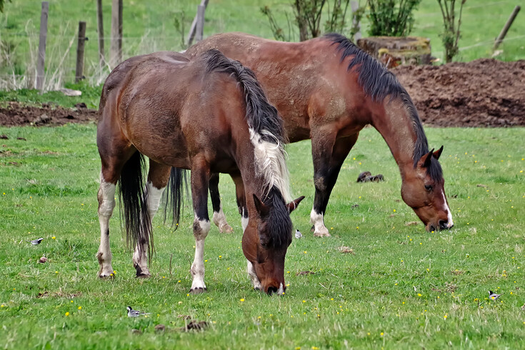 Koně a konipasy