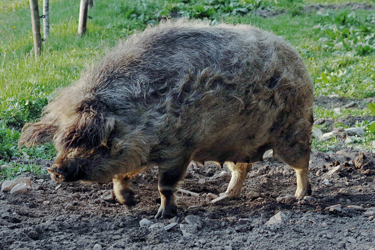 Prasátko chlupatý