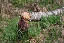 Bobři
