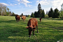 Krávy