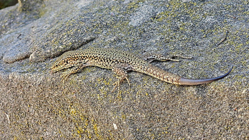 Ještěrka Podarcis liolepis sebastiani, žije jen zde